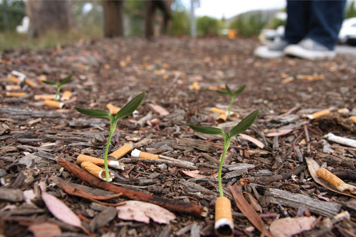 Cigg Seeds | posted by moshita.org